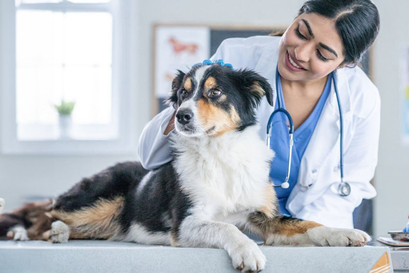 Unique Gift Ideas for Veterinarians